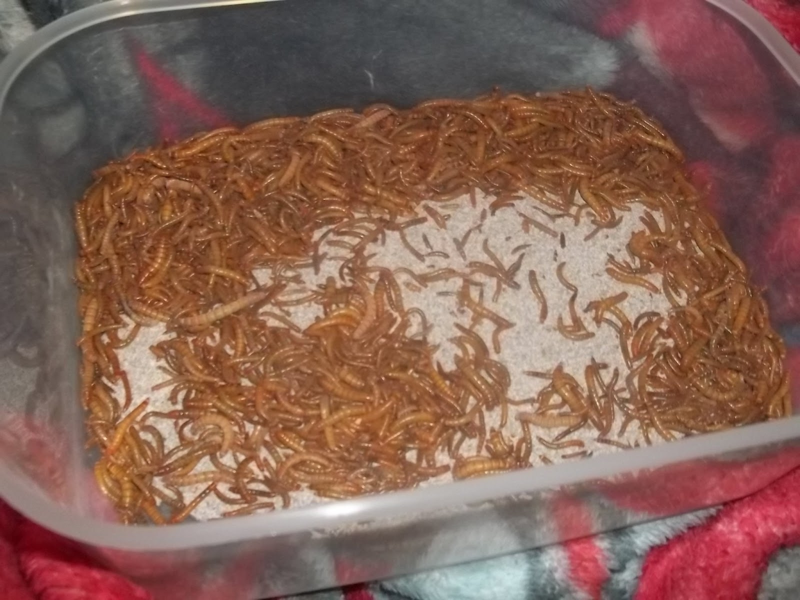 That Crazy Cat Lady. Mealworm FAQ