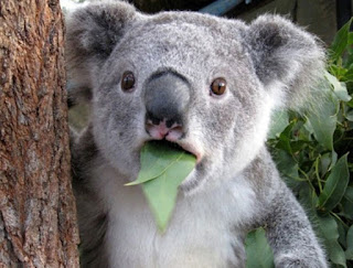 Surprised Koala3