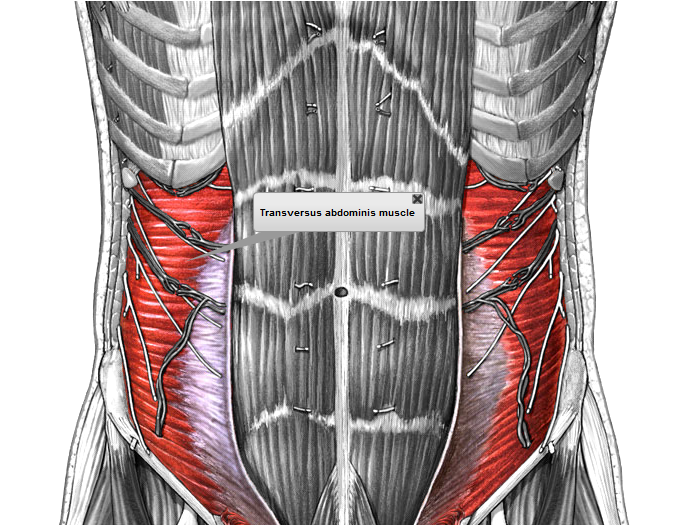 Сильные мышцы живота. Transversus abdominis мышца. Поперечная мышца живота (m. transversus abdominis). Двойной брюшной пресс. За что отвечают косые мышцы живота.