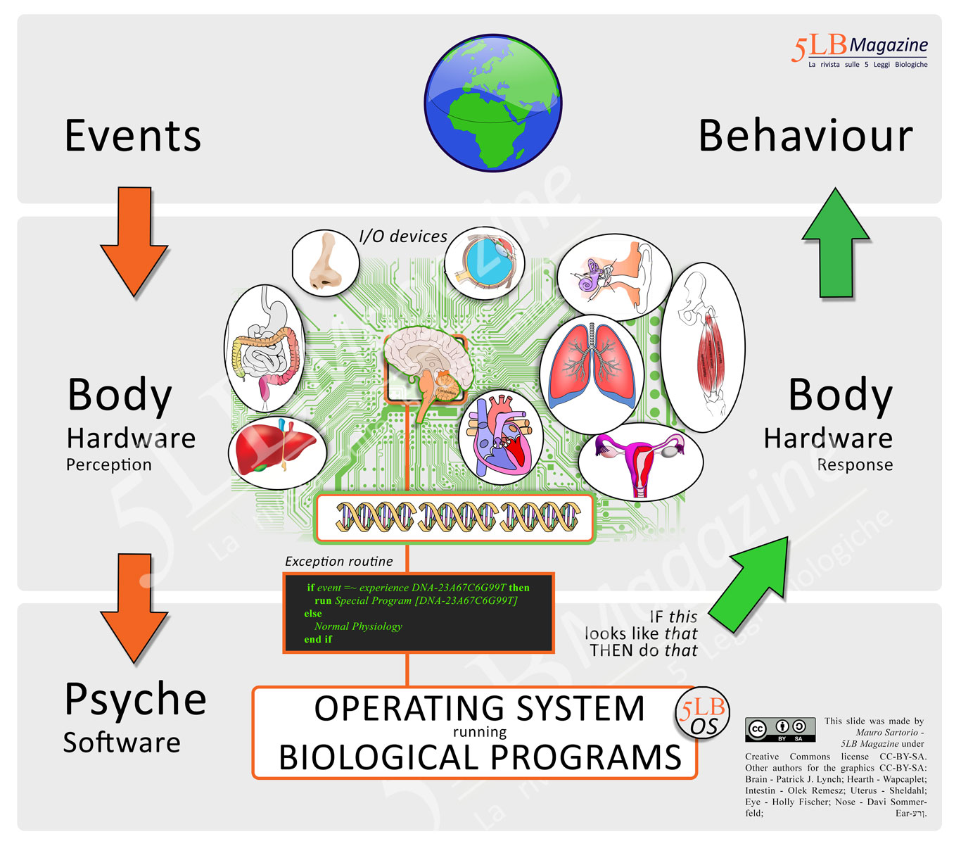 Come funziona il Sistema Operativo Biologico - il Software della vita ...