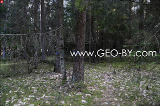 Негорельский учебно-опытный лесхоз. Деревья с синими надписями