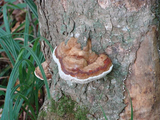 Fomitopsis pinicola DSC68833