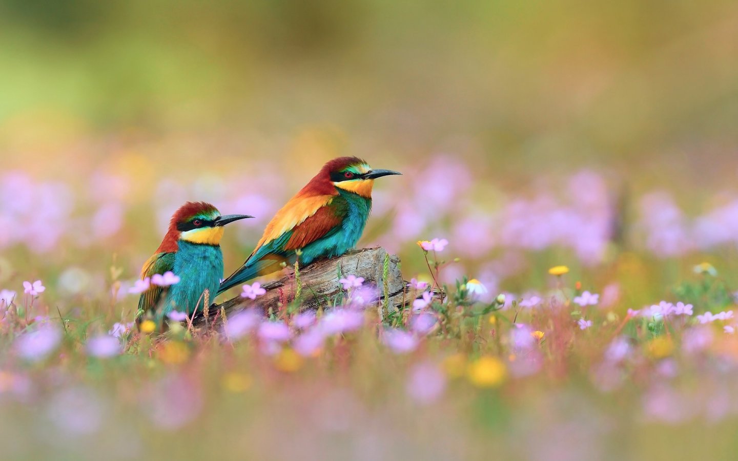 Bird In Everything: Birds And Flowers Wallpaper