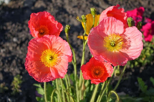 Poppies: Beautiful Flowers growing in Europe, America and Asia | Garden