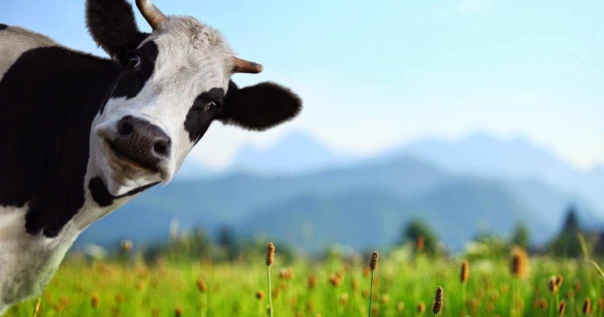 Gambar Sapi Perah Lucu Kumpulan Gambar Sapi Dari Gambar Sapi Perah Lucu Kumpulan Gambar Sapi Dari