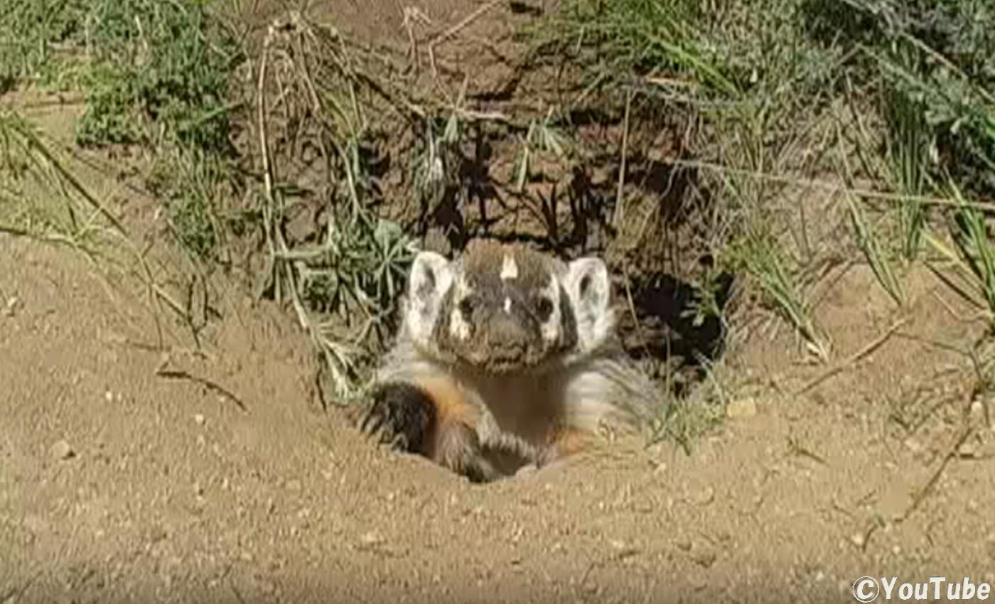 土まみれの顔で巣穴からひょっこり アメリカアナグマさん プレデターtv 肉食獣動画