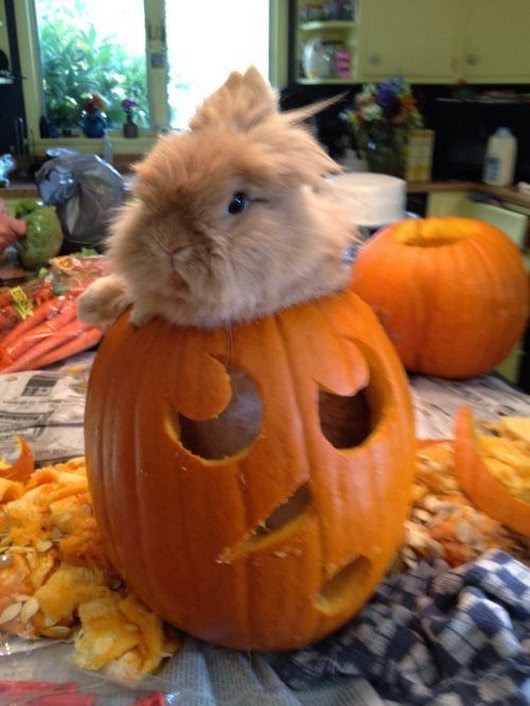 Cute and funny pictures of animals 75. Halloween pictures 2.