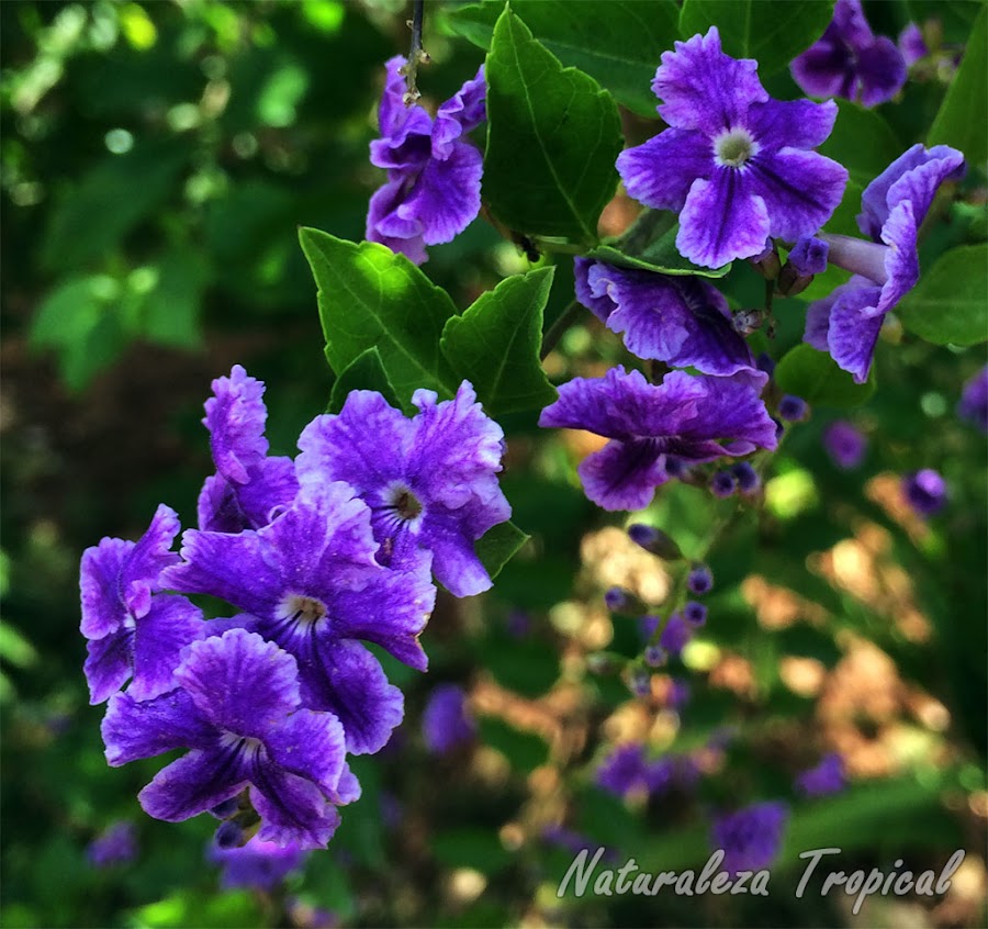 El falso Nomeolvides o corona de novia, género Duranta