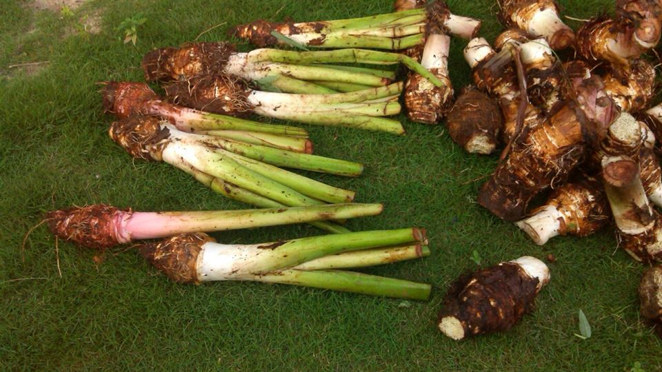 Perjuangan Suci Murni Keladi Ohh Keladi