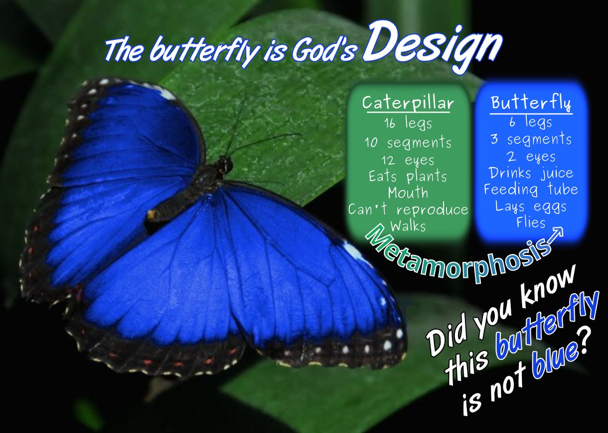 Butterfly-Design page