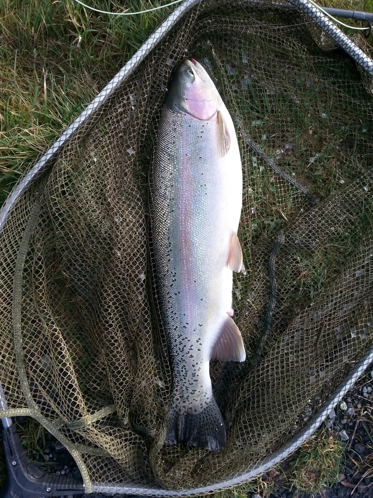 PiscariFly Bank Fishing The Blob