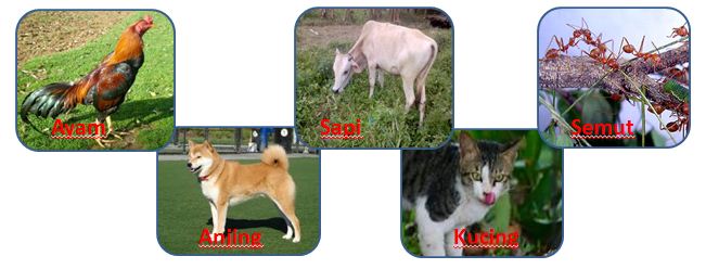 Sumayasa Dum Edukasi: PENGGOLONGAN HEWAN BERDASARKAN JENIS MAKANANNYA