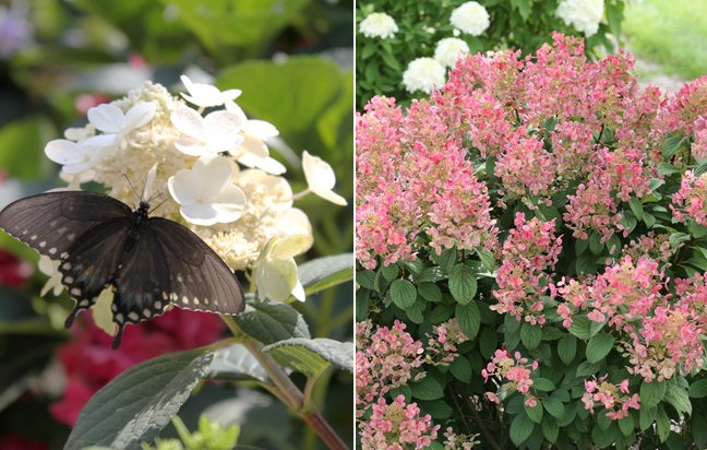 Three Dogs In A Garden The New Dwarf Hydrangeas