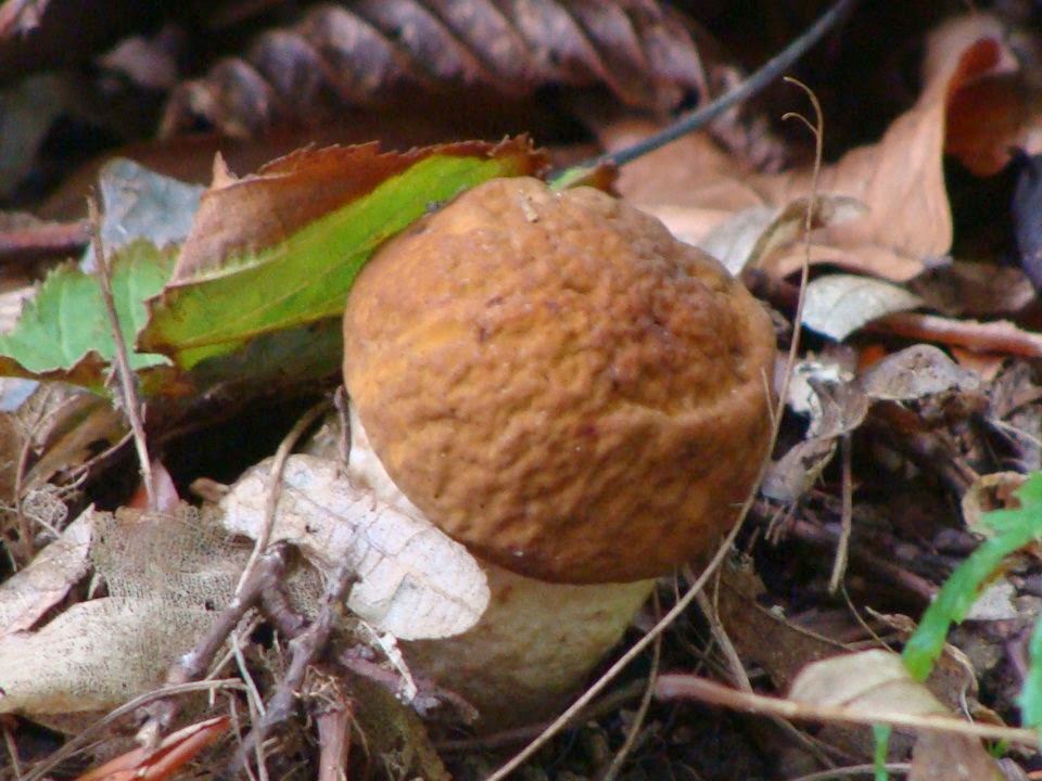 Leccinum pseudoscabrum DSC42291