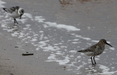 Suosirri, Calidris alpina, Dunlin
