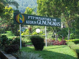 kebun teh kebun teh