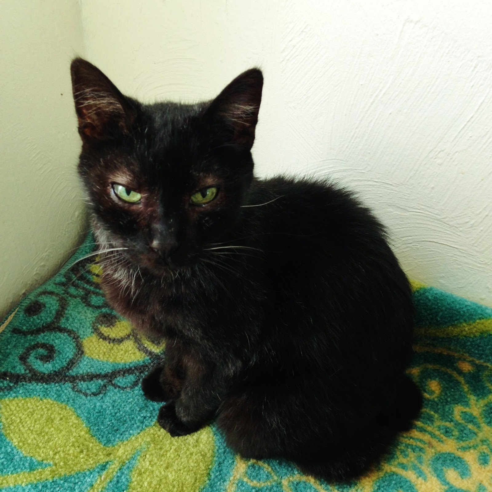 Old Black Cat Boo: DAMN HEIDI