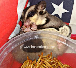  Di habitat aslinya sugar glider dapat menentukan sendiri mana kuliner yang baik dan kuliner y Makanan yang Boleh Dimakan Sugar Glider dan yang Dilarang