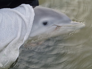 Winter the Dolphin Wallpapers & Pics | Fun Animals Wiki, Videos