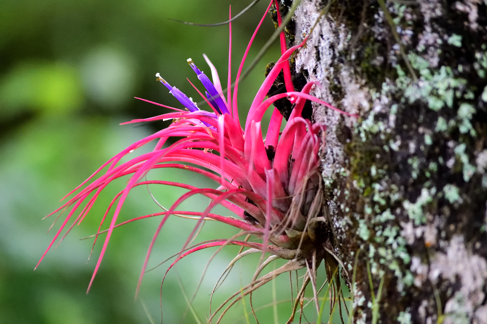 Air Plant Blooming