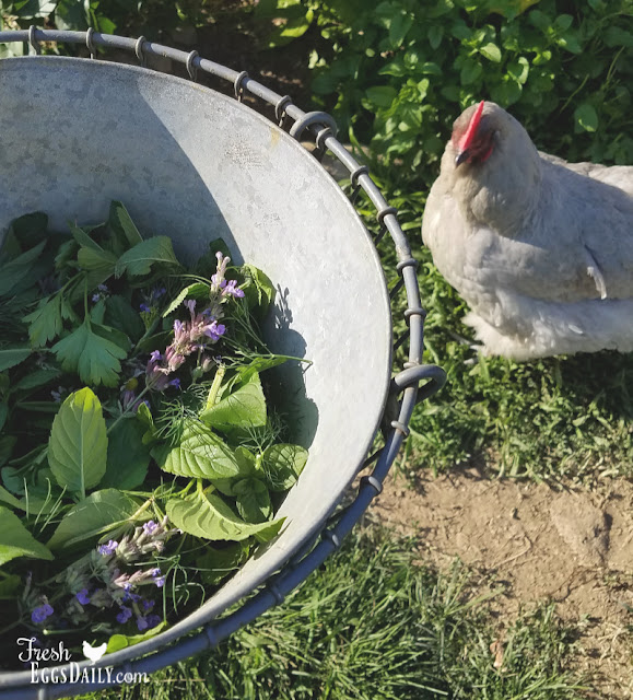 Herbs for Hens® When, Where and Why Fresh Eggs Daily® with Lisa Steele