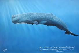 ballenas de Argentina Cachalote Physeter macrocephalus