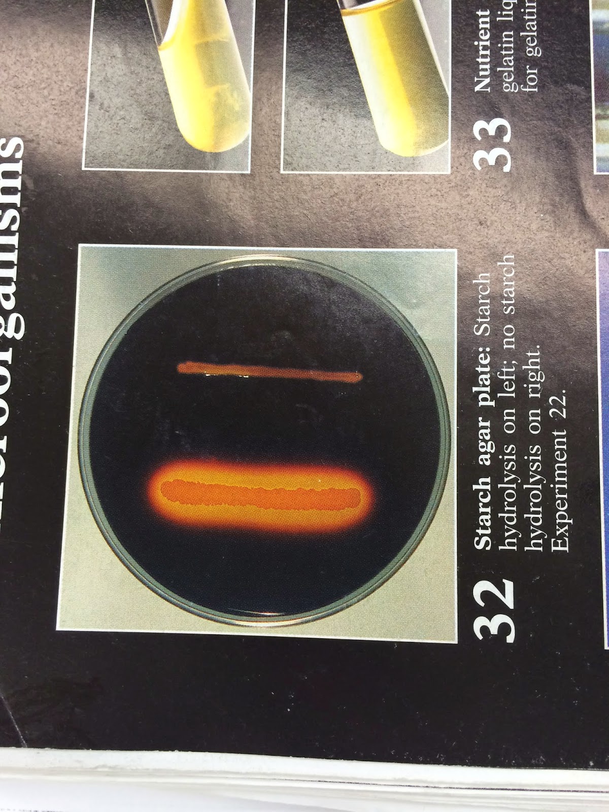 Getting Bacteria Samples