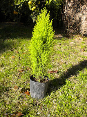 Pino limón ~ www.gardencenter2003.com