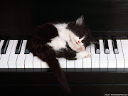 Black and White Wallpapers: Black White Cat and Piano Wallpaper (black white cat and piano wallpaper )