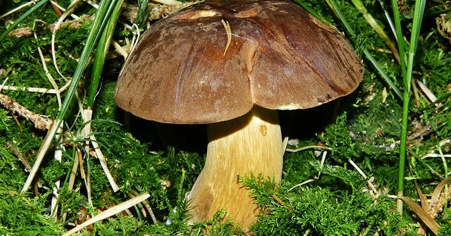 Tausend Gartenideen Experiment PILZZUCHT im Garten Braunkappen auf Stroh