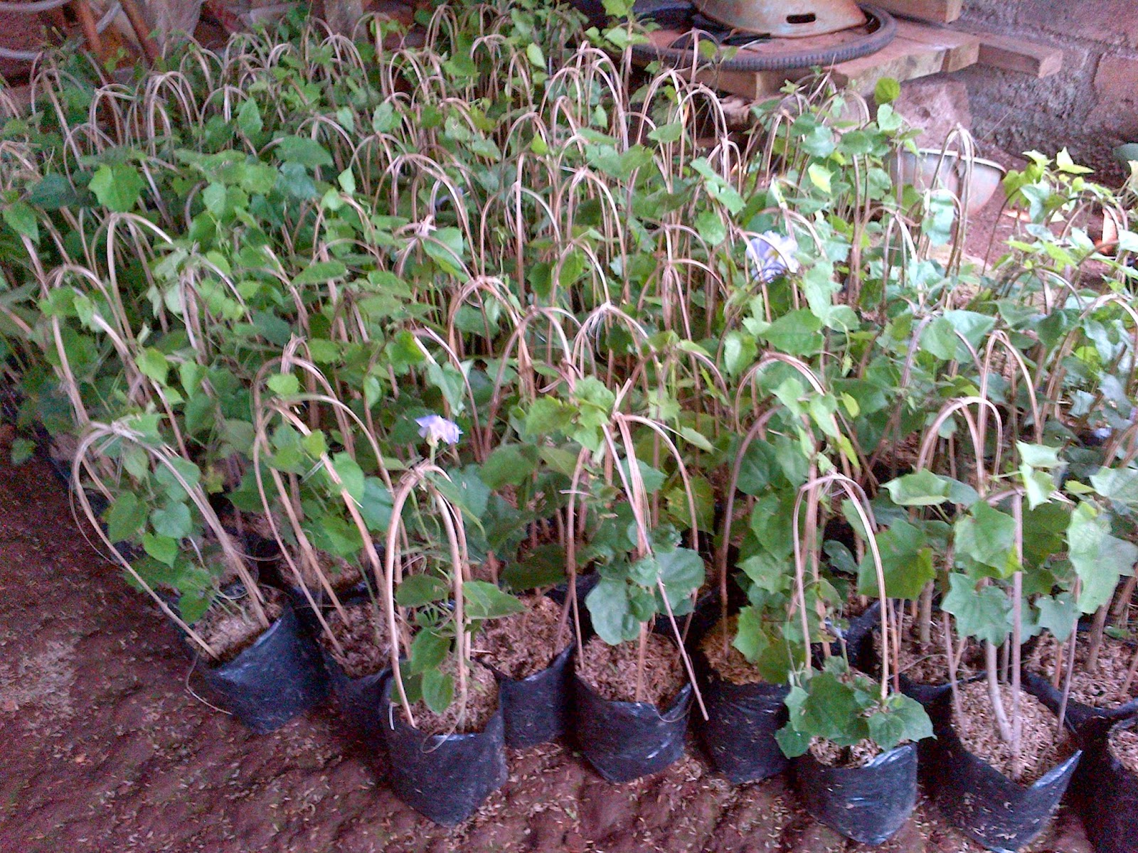 Gambar Kanopi Tanaman Dekorhom Gambar Kanopi Tanaman Dekorhom