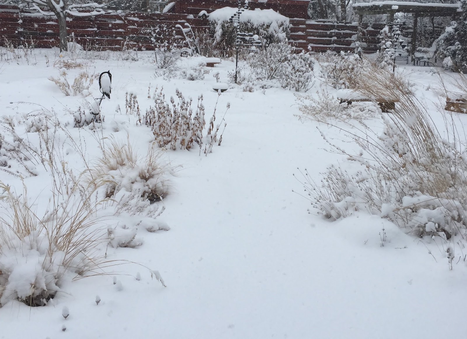JeffCo Master Gardeners The Impact of Wind Chill on Plants