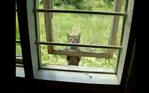 Video : 自分で器用に窓を開け、アクロバチックに屋内に潜入するネコちゃん ! !
