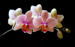 orchids flowers wallpapers