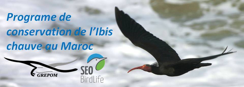 Ibis chauve                         أبو منجل