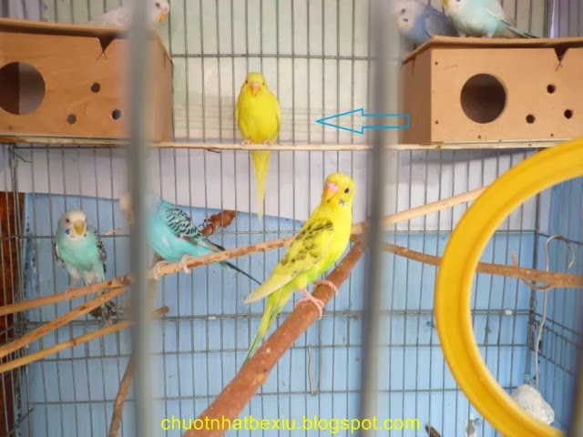 Chim Yến Phụng, Manh Manh, Sắc Nhật, Bảy Màu, Chuyên trang về Finch: CÁCH  PHÂN BIỆT YẾN PHỤNG TRỐNG MÁI