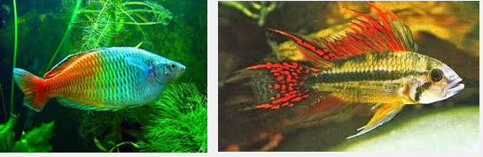 Mengenal Ikan Rainbow Boesemani