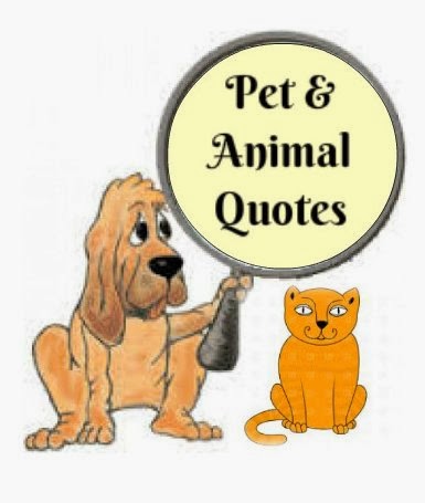 Pets N More: Inspiring Quotes For People Who Love Animals