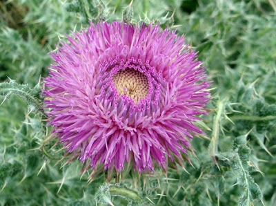 Cardo de liga (Carlina gummifera)