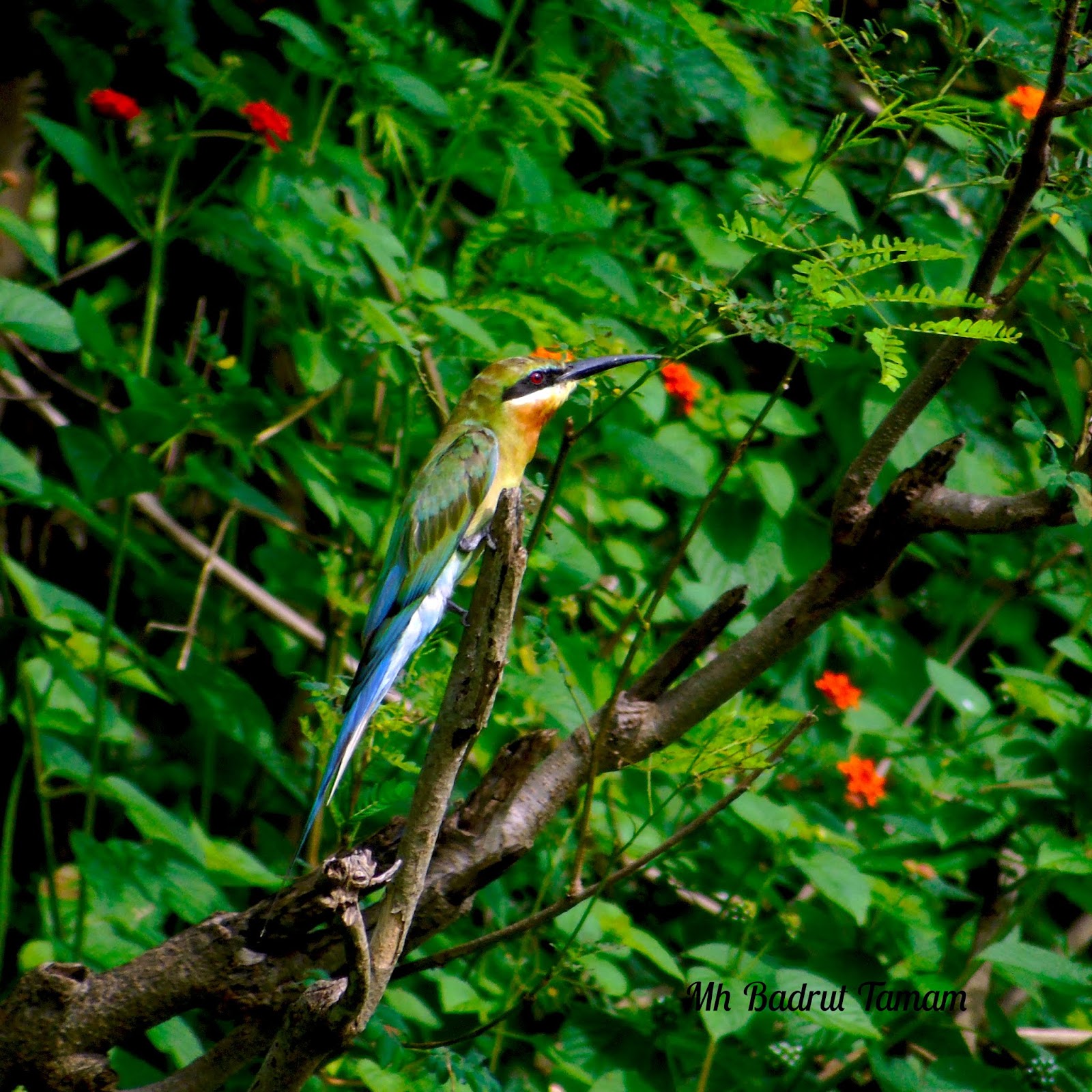 Kirikkirik Laut Ciriciri, Klasifikasi, dan Penyebaran Belajar Bersama