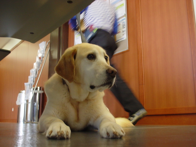 今歩いてるこの道がいつか懐かしくなるだろう。（エルと過ごした日々） 働く人、休む犬。