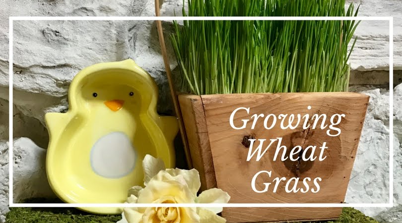 Grow Your Own Easter Grass