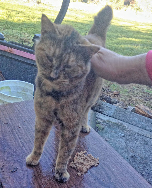 a feral cat gets her first petting