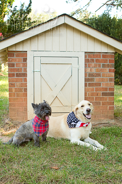 pet family photography in winston salem nc | triad family pet photographers pet family photography in winston salem nc | triad family pet photographers