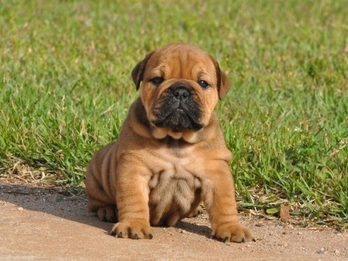 GreyFemale English Bulldog Puppies For Sale Mansfield Bulldogs Puppies For Sale