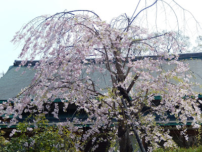 鶴岡八幡宮の枝垂桜