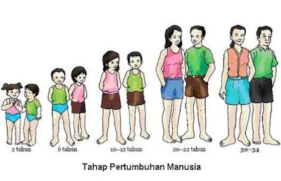 Pertumbuhan dan Perkembangan pada Manusia - berbagaireviews.com