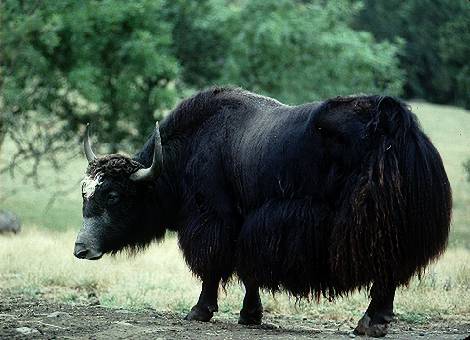 Yak | Animal Wildlife