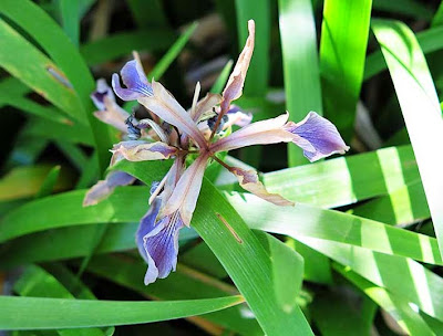 Flores azules del Lirio español (Iris xiphium)