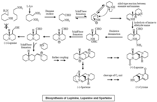 Biosynthesis of Lupinine, Lupanine and Sparteine